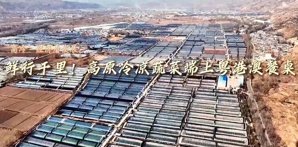 “高冷”經濟看發展｜鮮行千里！高原冷涼蔬菜端上粵港澳餐桌